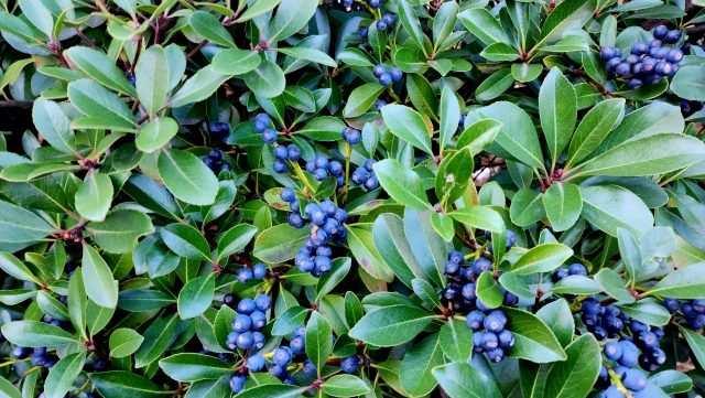 ブルーベリーの写真